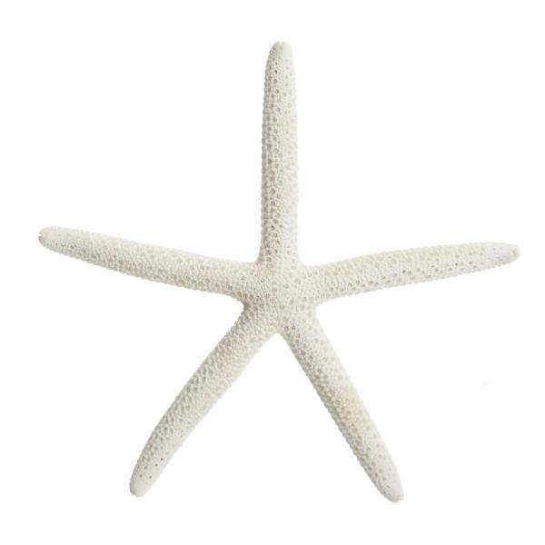 Beach Decorations | Finger Starfish White Small Beach Decorations Beach Decorations