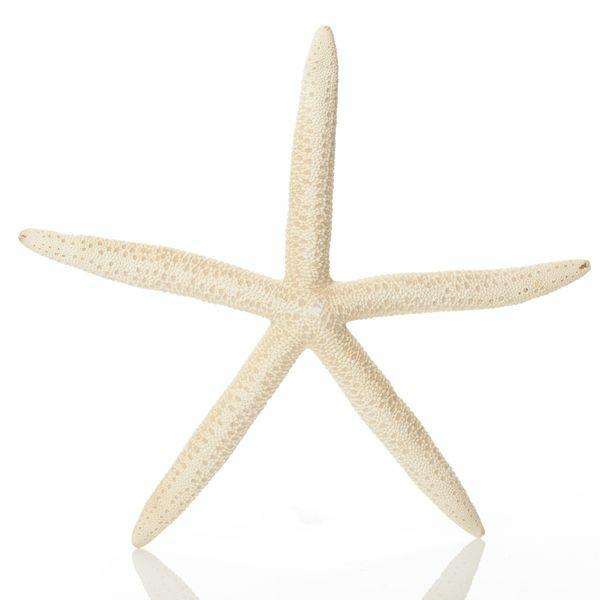 Beach Decorations | Finger Starfish White Beach Decorations Beach Decorations