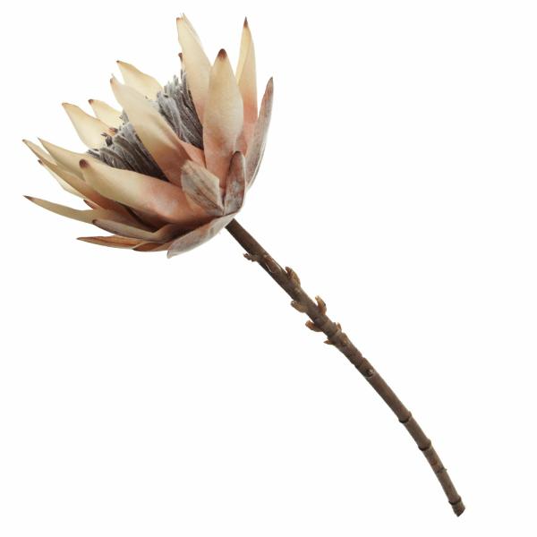 Christmas Flowers | Dried King Protea Flower Stem Christmas Flowers Christmas Flowers