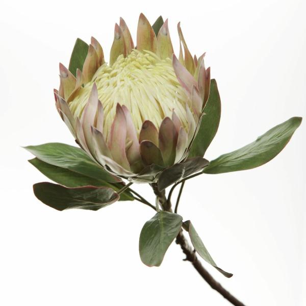 Christmas Flowers | White King Protea Flower Stem Christmas Flowers Christmas Flowers